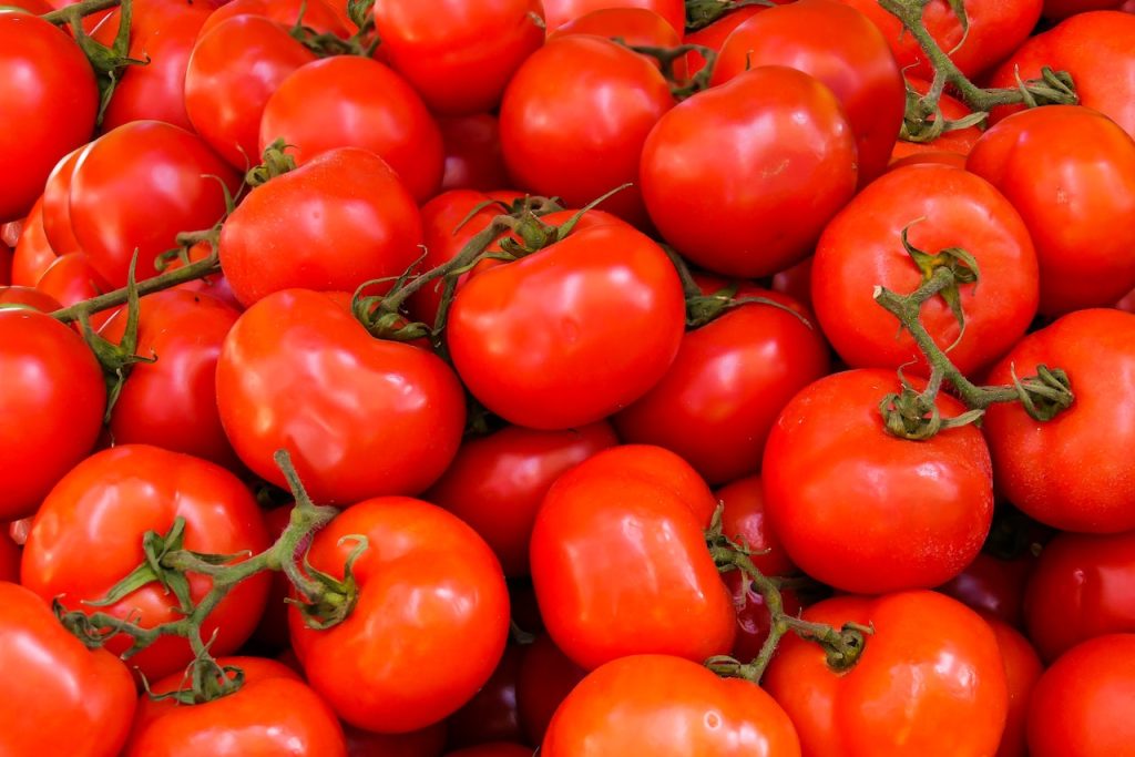 Cómo funcionan los tutores para tomates